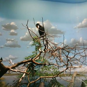 Wings of the World-Wetlands-Double-crested Cormorant