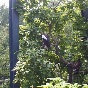 Eagle Eyrie-Steller's Sea Eagle