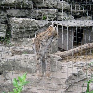 Cat House-Eurasian Lynx