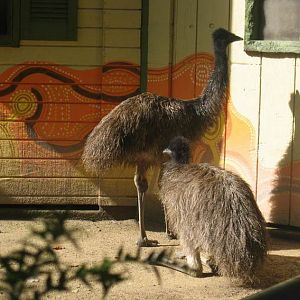 Adventure Down Under-Emus