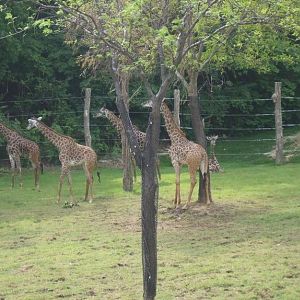 Giraffe Ridge-Masai Giraffes-Pekua, Tessa, Mtembei, Kimbaumbau, Akillah