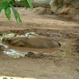 Wildlife Canyon-Ipuh-Sumatran Rhinoceros