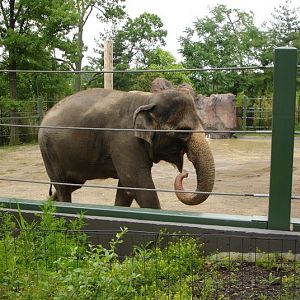 Elephant Reserve-Jati-Malaysian Elephant