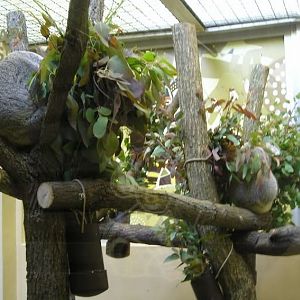 Adventure Down Under-Queensland Koalas