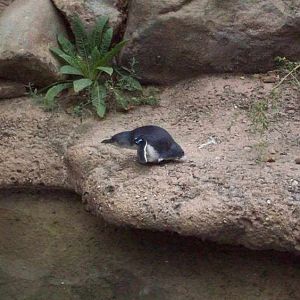 Penguin Walkabout-Little Penguin