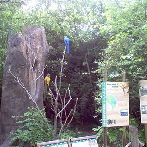 Wings of the World-Blue-and-Gold + Blue-throated Macaw Exhibit