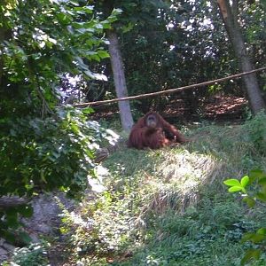 Jungle Trals-Lana-Sumatran Orangutan