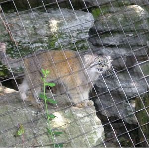 Cat House-Pallas' Cat