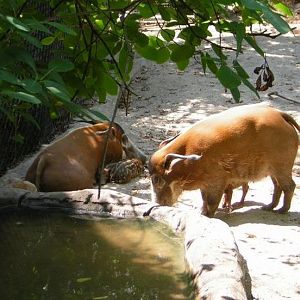 Wildlife Canyon-Red River Hogs