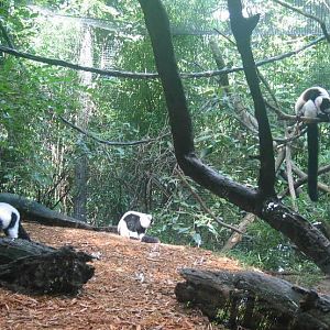 Jungle Trails-Black-and-white Ruffed Lemurs