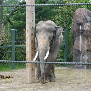 Elephant Reserve-Sabu-Malaysian Elephant