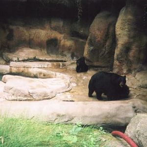 Bear Hill-American Black Bears