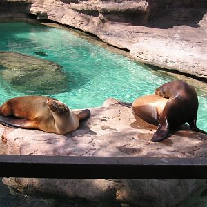 Duke + Callie-California Sea Lions