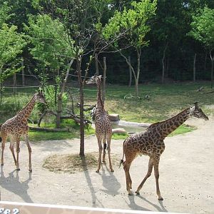 Giraffe Ridge-Akillah + Tessa + Kimba-Masai Giraffes