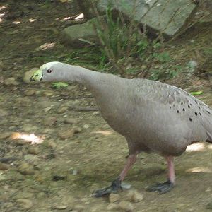 Australian Walkabout-Cape Barren Goose