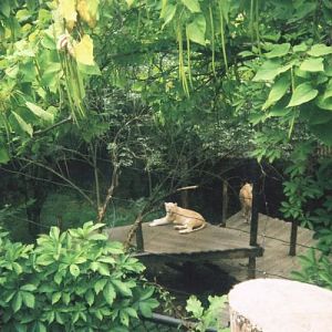 White Lions of Timbavati-Prosperity + Gracious