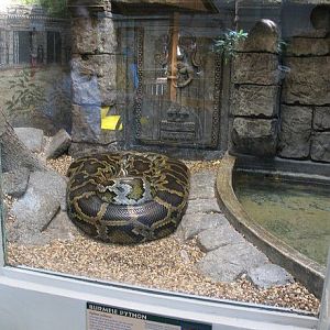 Reptile House-Burmese Python Exhibit