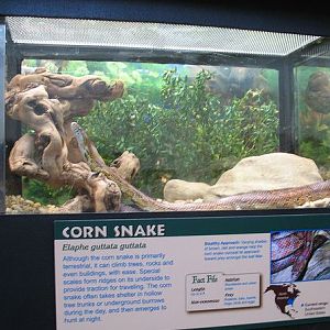Reptile House-Corn Snake Exhibit