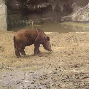 Wildlife Canyon-Baby Harapan