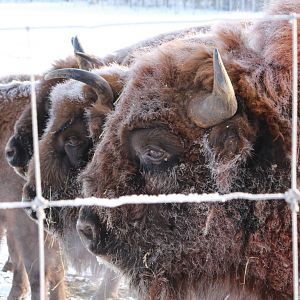 European bison (Mikael Jansson)