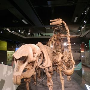Melbourne Museum