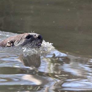 Smooth Coated Otter