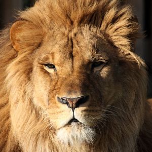 Rescued Lion