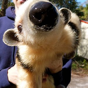 Southern Vested Tamandua