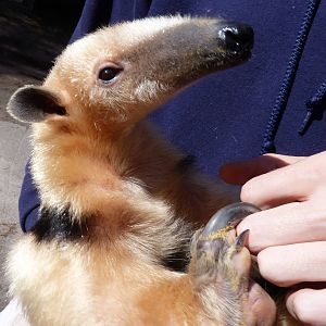 Silvio, Southern Vested Tamandua