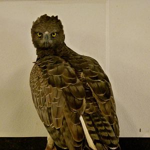 Martial Eagle