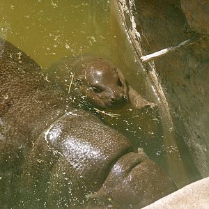 Baby Pygmy Hippo - Ituri Forest