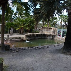 Pygmy Hippo Exhibit - Ituri Forest