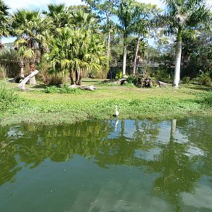 Cheetah Exhibit - Spot the Bird