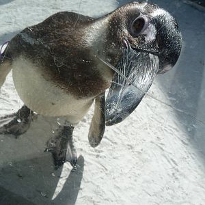 African Black Footed Penguin