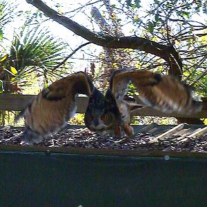 Bird Show - Eurasian Owl