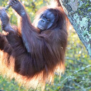 Bornean Orang Utan - Pongo Pygmaeus