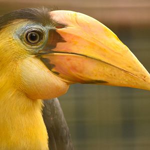 Wrinkled Hornbill - Aceros Plicatus
