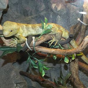 Prehensile Tailed Skink