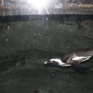 African Black Footed Penguin