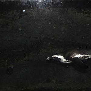 African Black Footed Penguin