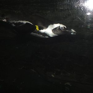 African Black Footed Penguin