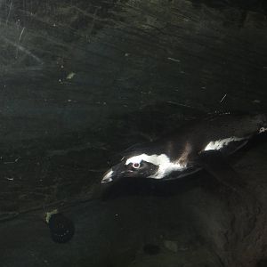 African Black Footed Penguin