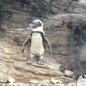 African Black Footed Penguin