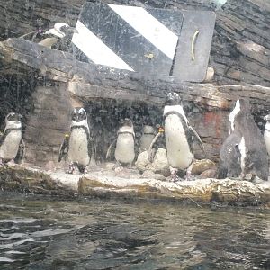 African Black Footed Penguin colony