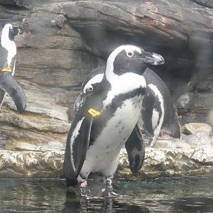 African Black Footed Penguin