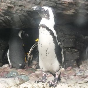 African Black Footed Penguin