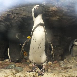 African Black Footed Penguin
