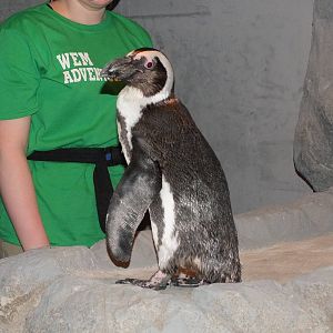 African Black Footed Penguin