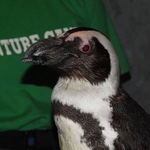 African Black Footed Penguin