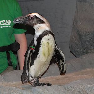 African Black Footed Penguin